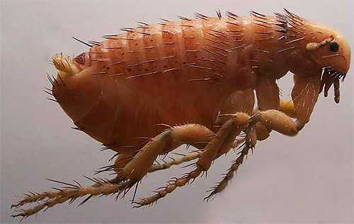 If small insects capable of jumping appeared in the apartment, this means that you need to fight these blood-sucking parasites immediately, which we will talk about later.