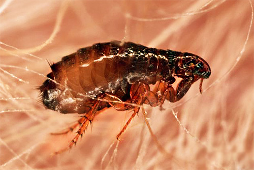 Animal flea treatment products contain insecticides in a much lower concentration than flea control products in an apartment.