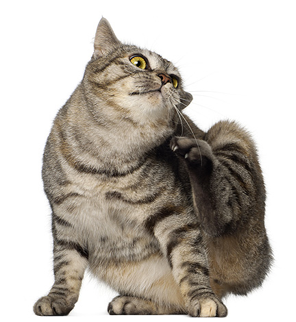 Usually pets bring fleas into the apartment from the street.