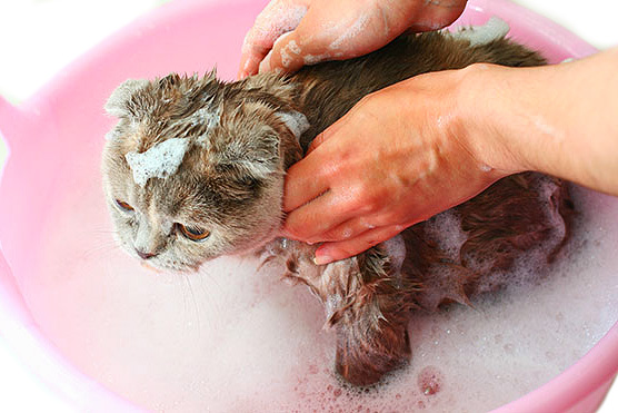 An insecticidal shampoo will help destroy fleas already on the animal