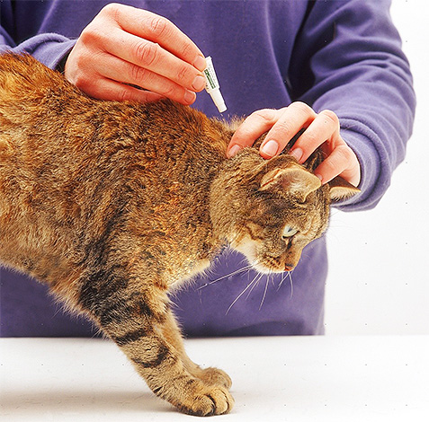 Insecticide drops are able to protect a pet from small bloodsuckers for a long time, and even from newly jumping insects.
