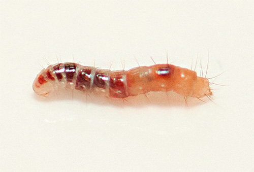 The photo shows a flea larva close up.