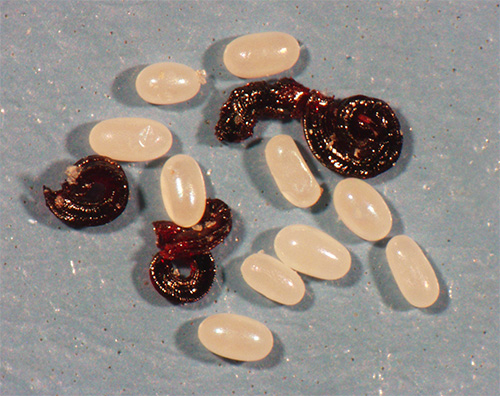 Flea eggs in warm, humid conditions quickly turn into larvae, and then into adults.