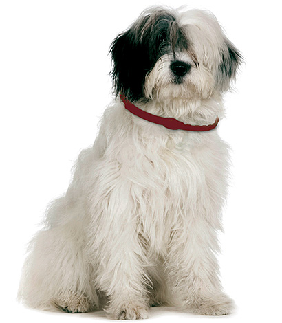 As a preventive measure for jumping fleas on a pet on the street, an insecticidal collar can serve.