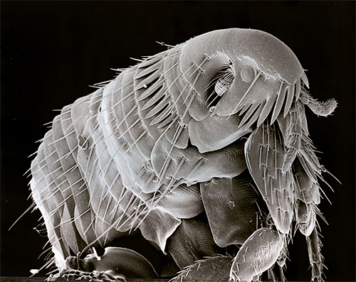 Photograph of a flea under an electron microscope
