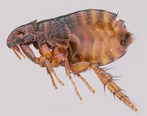 The hind legs of the flea are quite long and well developed, which allows this small insect to jump perfectly.