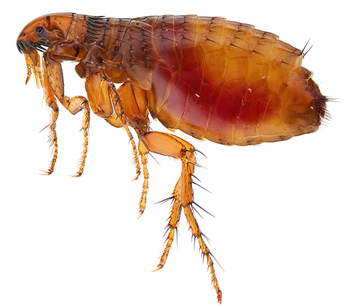 In the environment, fleas are guided mainly not by sight, but thanks to a special sensory organ.