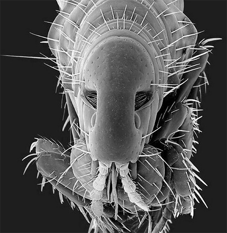 Generally speaking, fleas are winged insects, but the wings have atrophied over the course of evolution, simplifying the parasitic lifestyle of bloodsuckers.