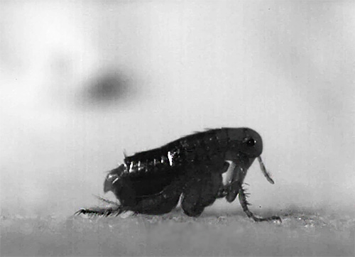 Unlike many other blood-sucking parasites, fleas can easily change their host.