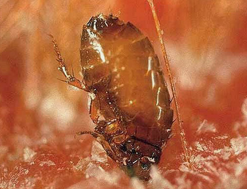 During a flea bite, sometimes the head is almost completely immersed in the skin.