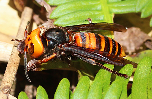 As cores laranja e preta da vespa gigante asiática alertam para seu perigo para os outros.