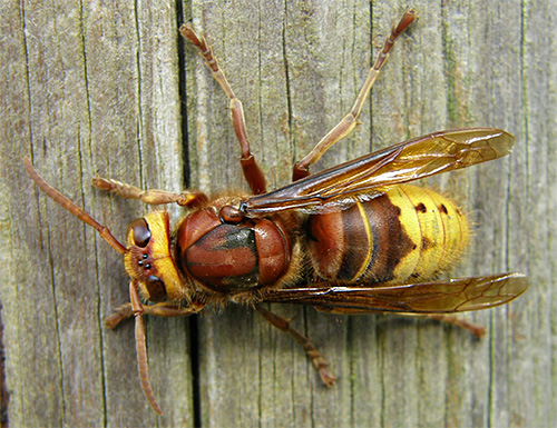 Parece uma vespa comum (europeia)