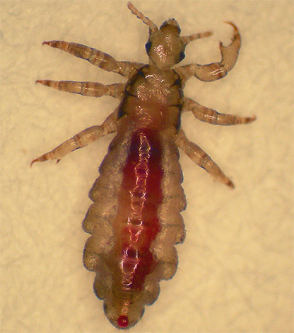On the hairy part of the body, in most cases, only lice are capable of regularly biting a person.