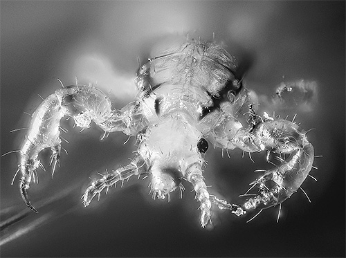 This is what a head louse looks like under an optical microscope