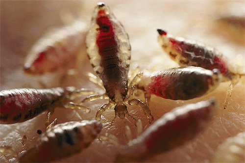 Blood is clearly visible through the translucent body of lice