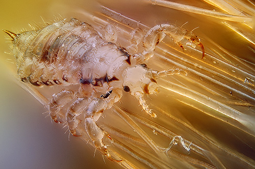 Lice can be located both directly on the skin and on the hair.