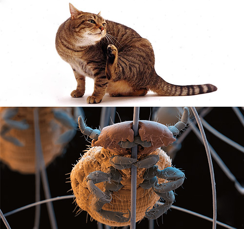 Let's figure out if cats have lice and if so, how to get rid of them...