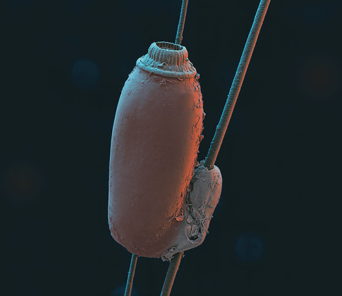 Cat lice eggs (nits) are firmly glued to the hairs of wool with a special secret that hardens in air.