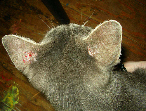 The photo shows scratches on the ears of a cat, resulting from lice bites.