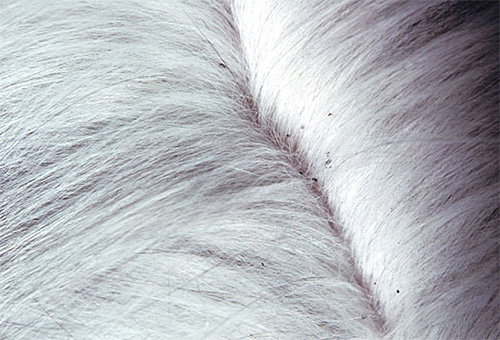 A large amount of lice excrement can be clearly seen on the cat's light coat.