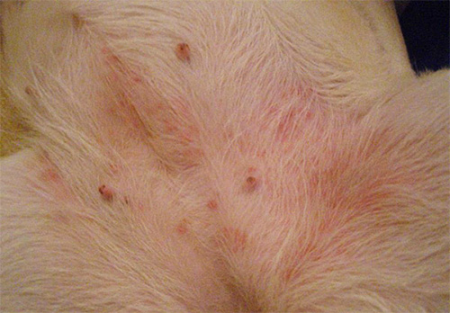Such skin irritations may indicate the presence of a large number of parasites in the pet's coat.