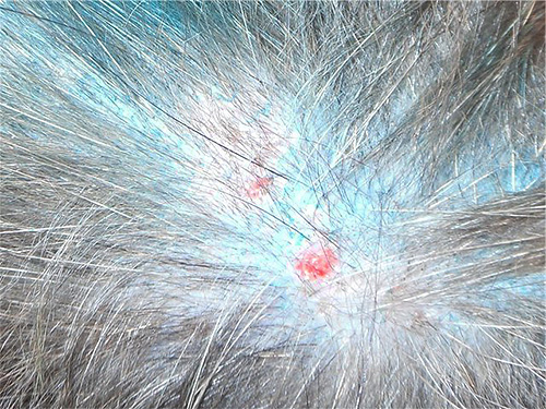 Scratches on the skin of an animal, wounds and sores can also indicate the presence of parasites.