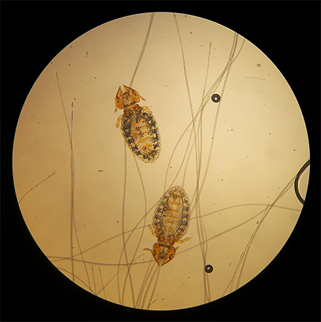 Having met such an insect in the cat's fur, many owners cannot understand whether it is lice.
