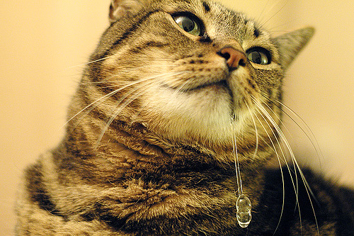 Permethrin-based lice preparations can cause severe salivation in a cat or cat