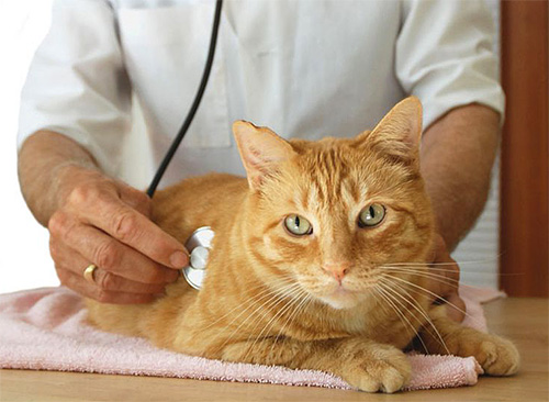 With a pronounced reaction to insecticides in a pet, you need to show it to the veterinarian