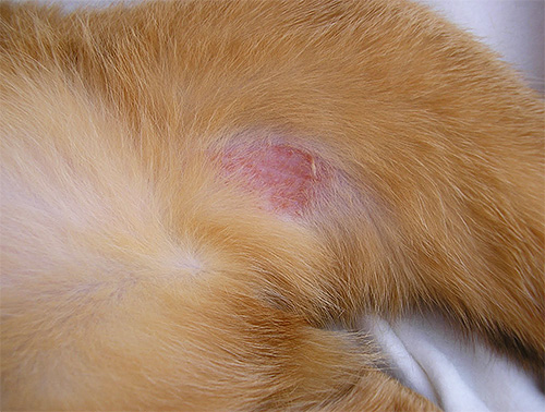 If you do not take action against lice in time, they can cause a lot of trouble to the cat.