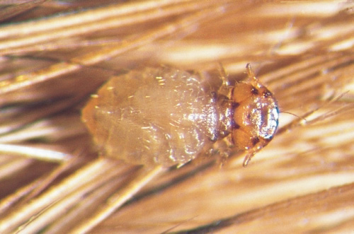 Cat lice are very different from human lice