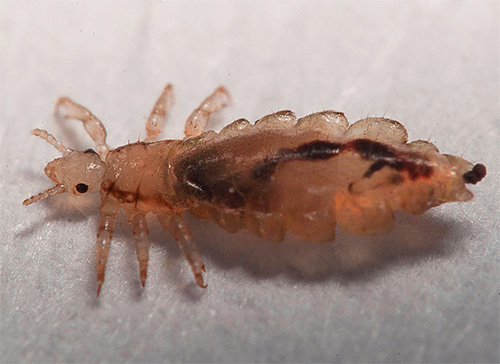 The human louse (pictured) does not parasitize cats