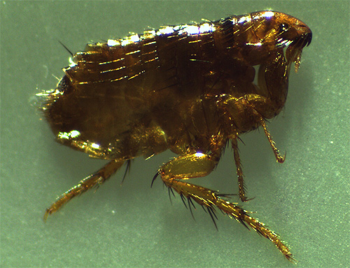 The photo shows a cat flea