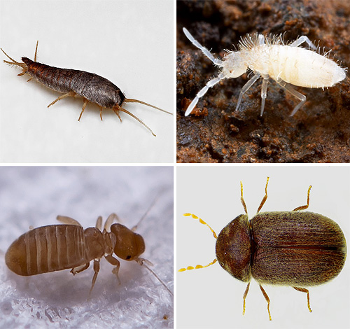 Voyons quels types de petits insectes on peut un jour rencontrer dans notre appartement, faut-il en avoir peur et que faut-il attendre d'eux...