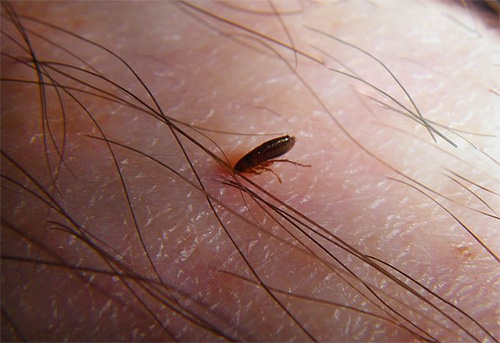 Certains des petits insectes, comme les puces, sont des parasites suceurs de sang et assez dangereux en raison de leur capacité à être porteurs d'agents pathogènes de diverses maladies.