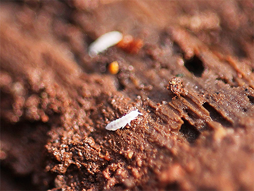 Les petits insectes blancs dans les pots de fleurs sont généralement des collemboles