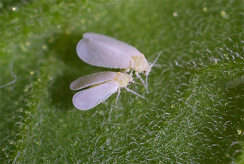 Aleurode du chou sur une plante