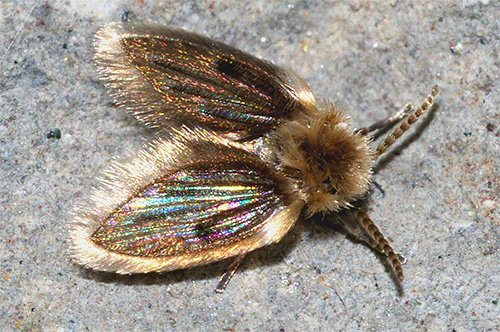 Les papillons ressemblent à de petites mouches grises duveteuses.