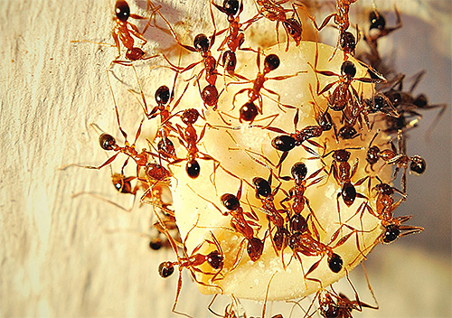 Les petites fourmis trouvées dans la maison peuvent parfois être assez difficiles à élever, car elles peuvent disposer leurs fourmilières à l'extérieur.
