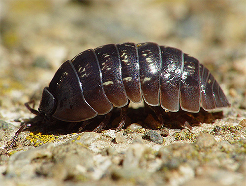 Pochi sanno che i pidocchi di legno sono crostacei e non sono insetti.