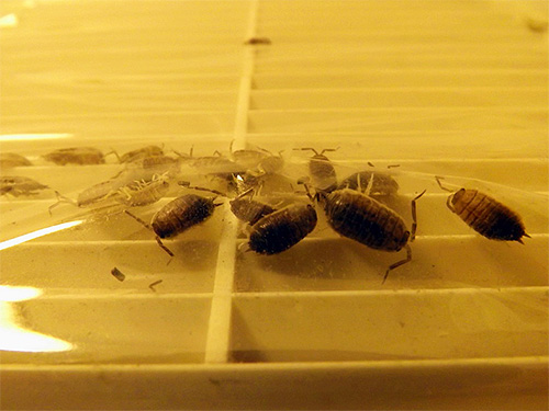 Woodlice può riprodursi in una soffitta umida a casa e quindi penetrare attraverso i condotti di ventilazione nella toilette o nel bagno.