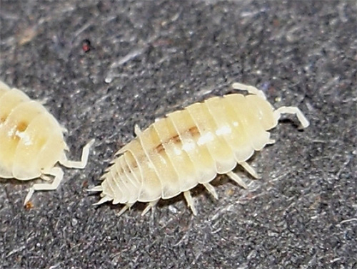 Piccolo pidocchio bianco