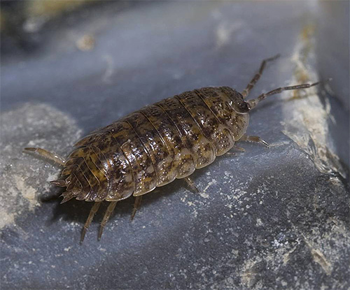Abbastanza spesso in bagno puoi trovare pidocchi di legno che amano le stanze umide.