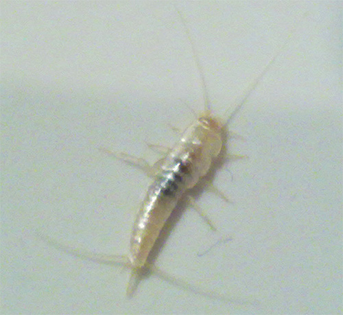 Dopo la muta, il pesce argentato può essere di colore bianco e persino apparire traslucido.