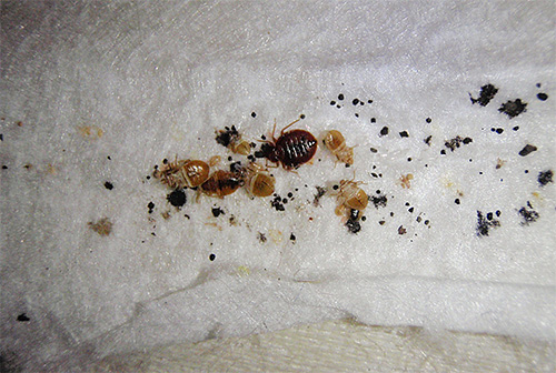 Entre le premier et le deuxième traitement, de nouvelles larves d'insectes éclosent généralement des œufs survivants ...