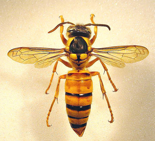На снимката се вижда Vespa bicolor hornet