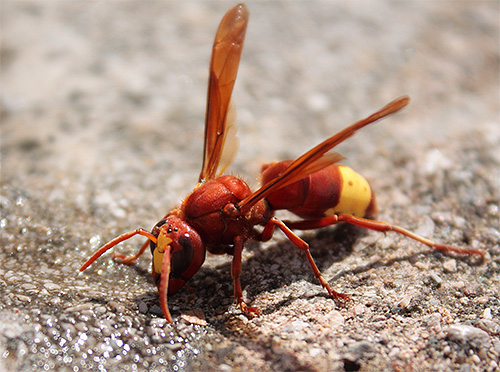Източен стършел (Vespa orientalis)