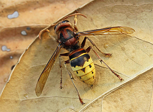 Снимката показва обикновен европейски стършел (Vespa Crabro)