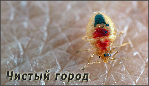ישנן מספר חברות בשם קלין סיטי המספקות שירותים להשמדת פשפשים וחרקים נוספים - בואו להכיר אותם ביתר פירוט...