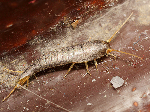 Silverfish в апартамента може да яде органични остатъци в праха